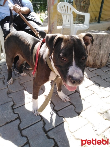 Amerikan Staffordshire Terrier, Köpek  Pablo fotoğrafı