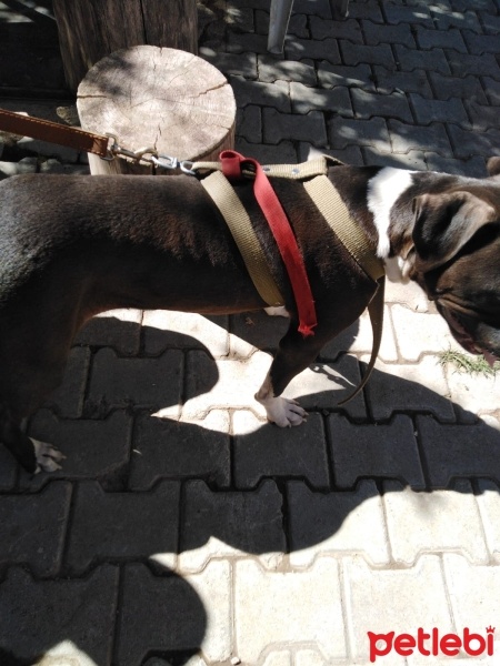 Amerikan Staffordshire Terrier, Köpek  Pablo fotoğrafı
