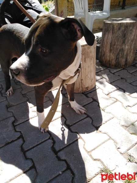 Amerikan Staffordshire Terrier, Köpek  Pablo fotoğrafı