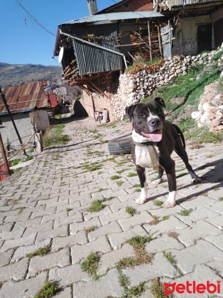 Amerikan Staffordshire Terrier, Köpek  Pablo fotoğrafı