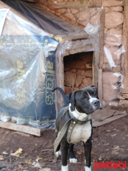 Amerikan Staffordshire Terrier, Köpek  Pablo fotoğrafı