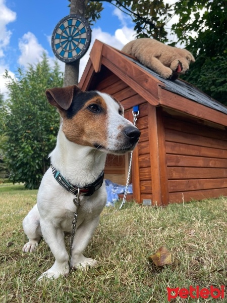 Jack Russell Terrier, Köpek  Oreo fotoğrafı