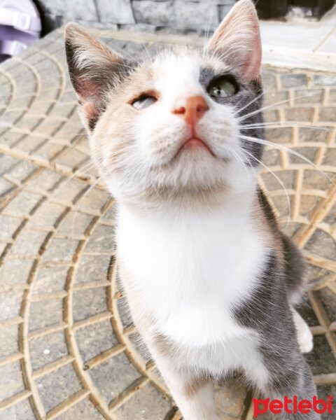 Tekir Kedi, Kedi  CESUR fotoğrafı