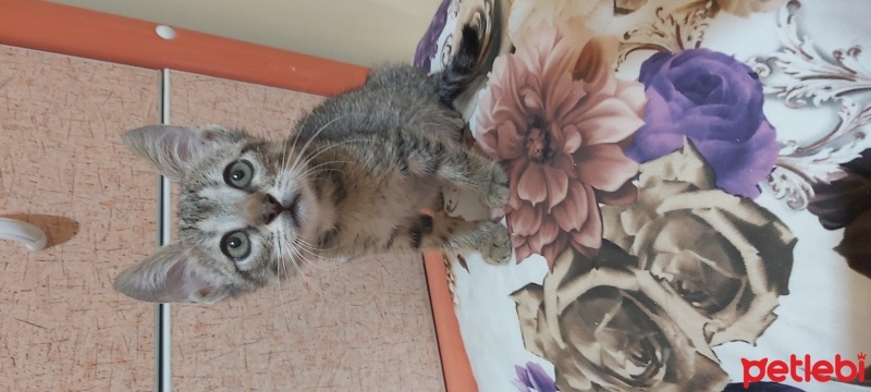 Tekir Kedi, Kedi  Boncuk fotoğrafı