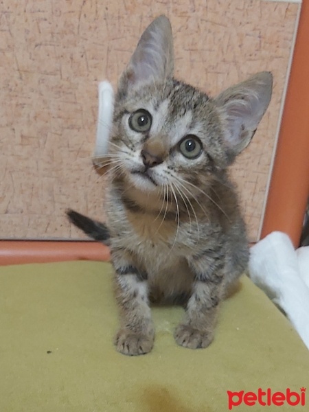 Tekir Kedi, Kedi  Boncuk fotoğrafı