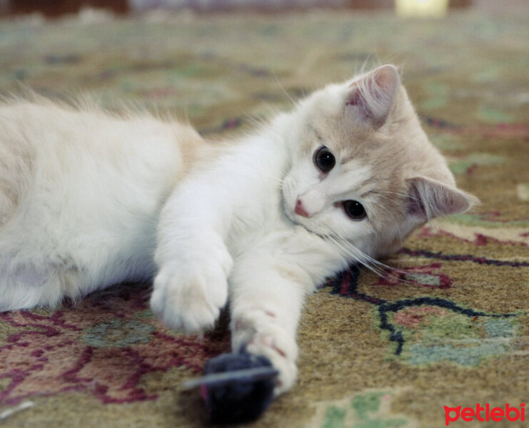 Tekir Kedi, Kedi  Tüylü fotoğrafı