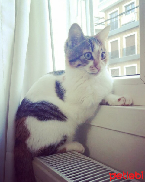 Tekir Kedi, Kedi  ZAHA fotoğrafı