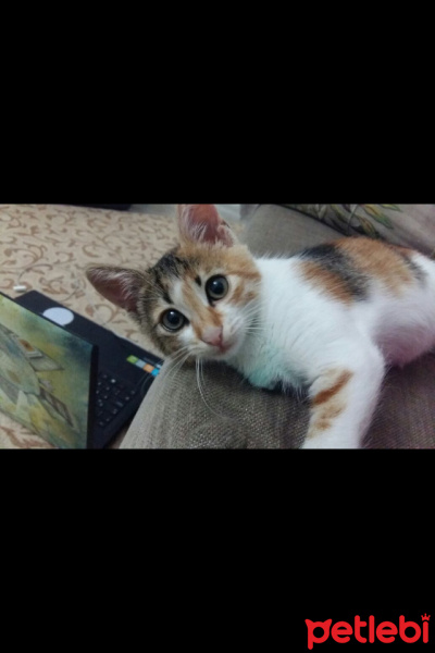 Tekir Kedi, Kedi  ZAHA fotoğrafı