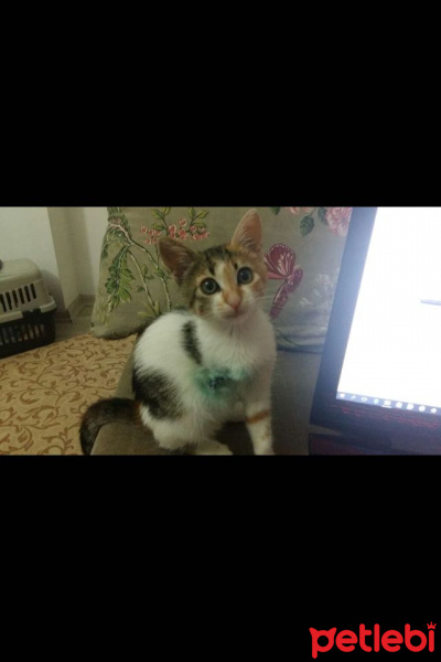 Tekir Kedi, Kedi  ZAHA fotoğrafı