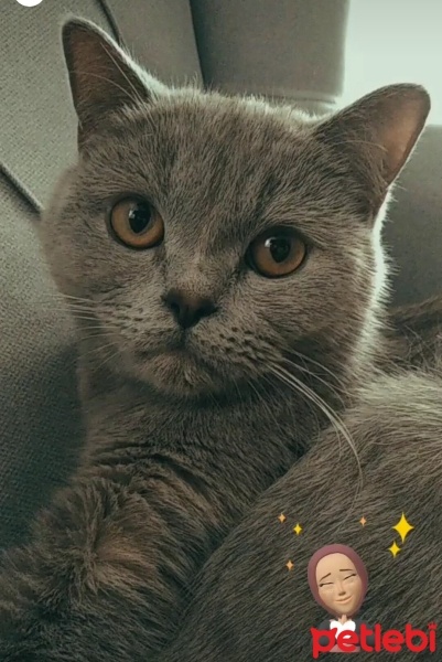 British Longhair, Kedi  Gümüş fotoğrafı