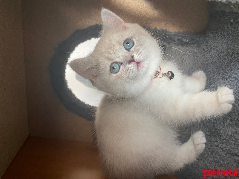 British Shorthair, Kedi  Arya fotoğrafı