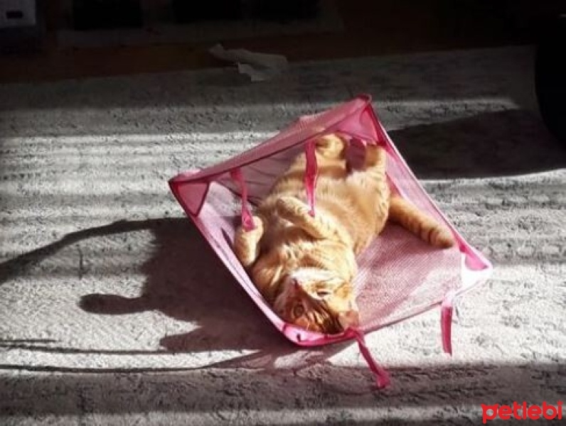 Sarman, Kedi  Obi fotoğrafı