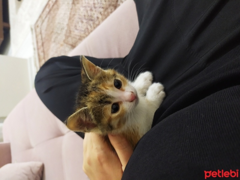 Tekir Kedi, Kedi  Fıstık fotoğrafı