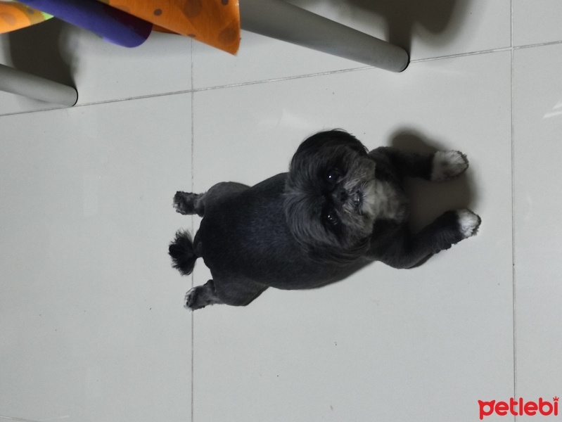 Shih Tzu, Köpek  Pelusa fotoğrafı
