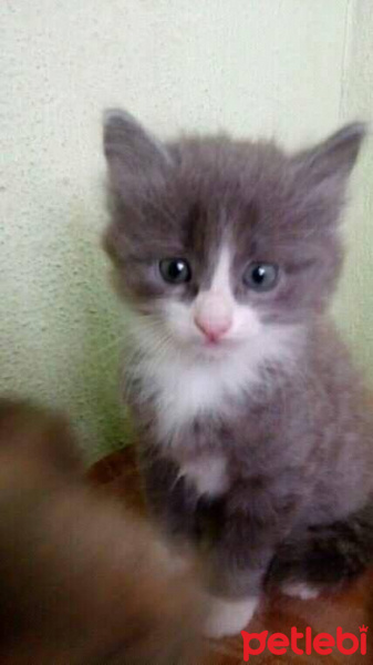 Tekir Kedi, Kedi  pamuk fotoğrafı