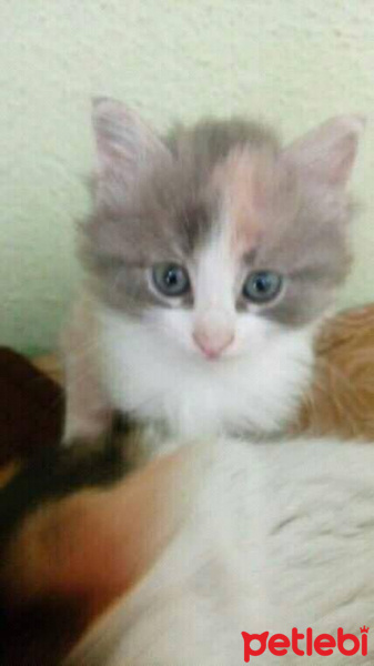 Tekir Kedi, Kedi  pamuk fotoğrafı