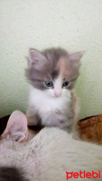 Tekir Kedi, Kedi  pamuk fotoğrafı