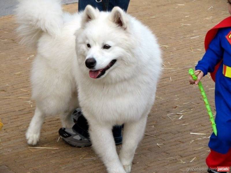 Sibirya Kurdu (Husky), Köpek  Keşke fotoğrafı