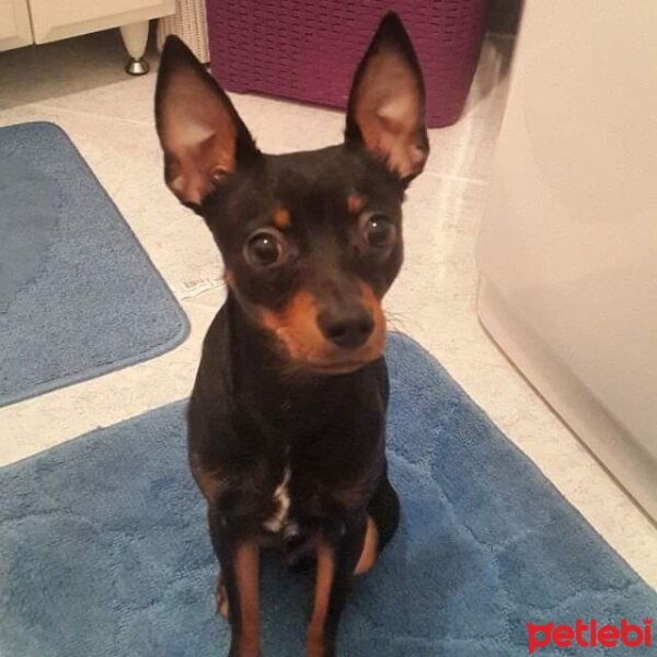 Minyatür Pinscher, Köpek  HERKÜL fotoğrafı