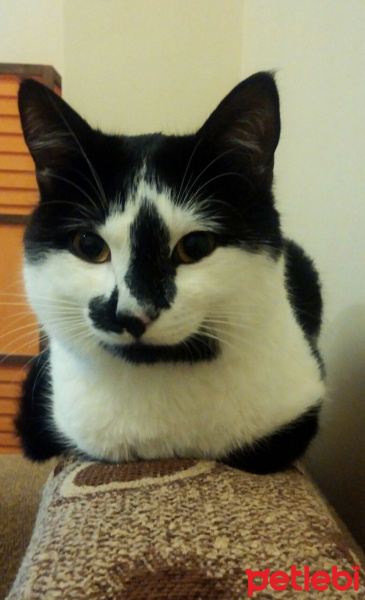 Tuxedo (Smokin) Kedi, Kedi  Leon fotoğrafı