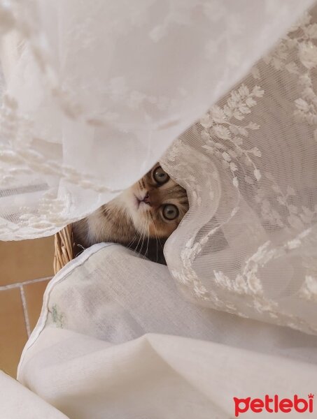 British Shorthair, Kedi  Karamel fotoğrafı