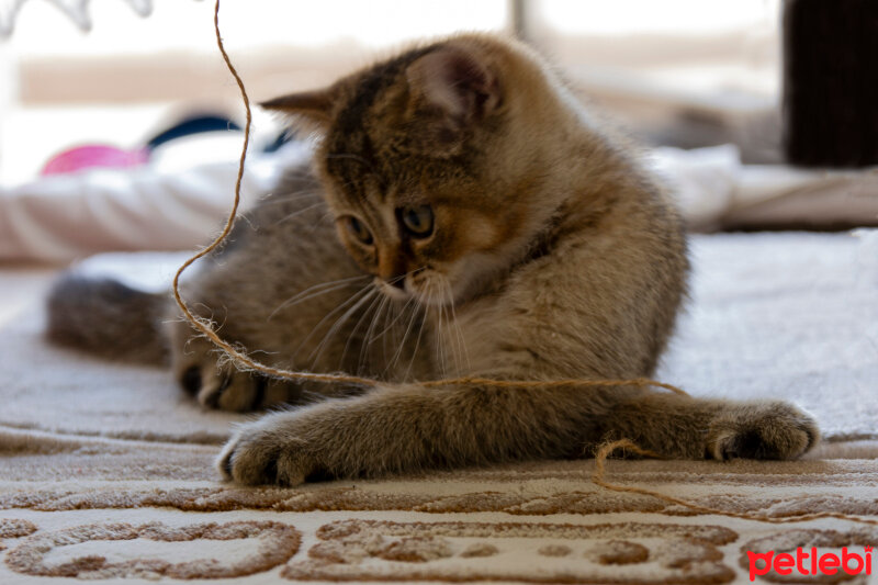 British Shorthair, Kedi  Karamel fotoğrafı