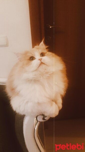 Tiffanie, Kedi  AFİFE fotoğrafı