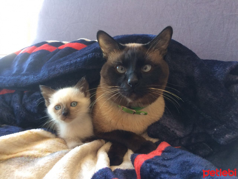 Siyam Kedisi, Kedi  Hagi fotoğrafı