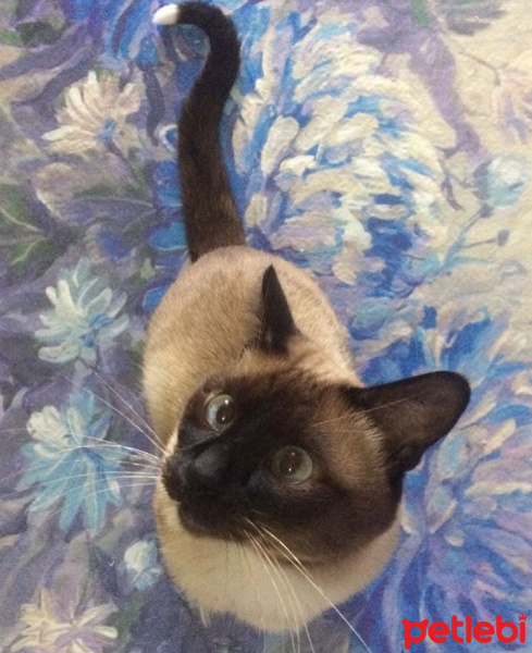 Siyam Kedisi, Kedi  Hagi fotoğrafı