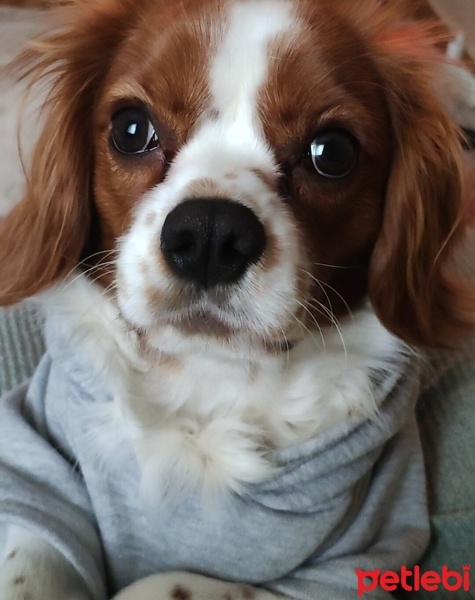 Cavalier King Charles Spanieli, Köpek  Max fotoğrafı