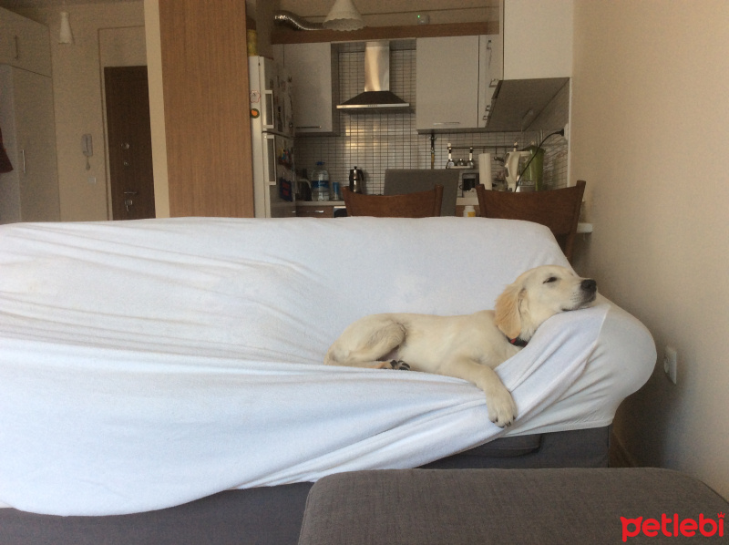 Golden Retriever, Köpek  Odin fotoğrafı