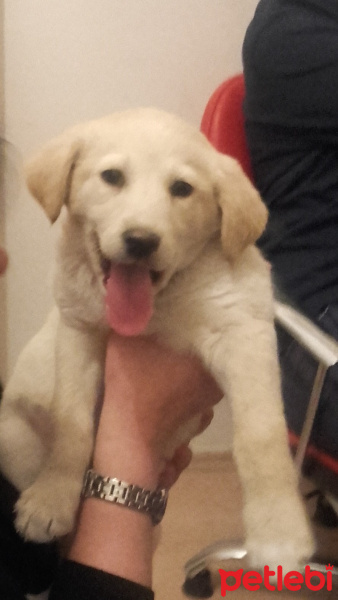 Golden Retriever, Köpek  adı yok  fotoğrafı
