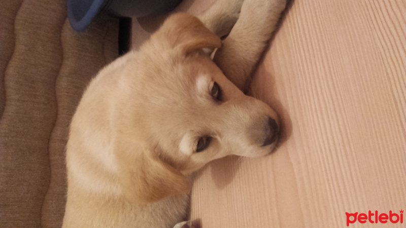 Golden Retriever, Köpek  adı yok  fotoğrafı
