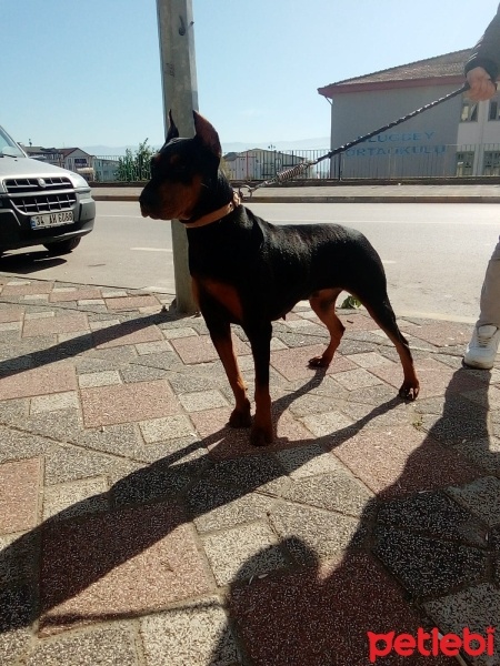 Doberman Pinscher, Köpek  Şila fotoğrafı