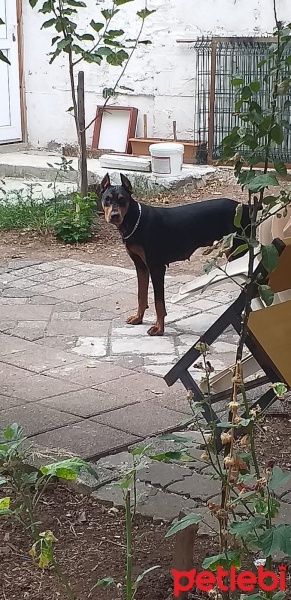 Doberman Pinscher, Köpek  Şila fotoğrafı