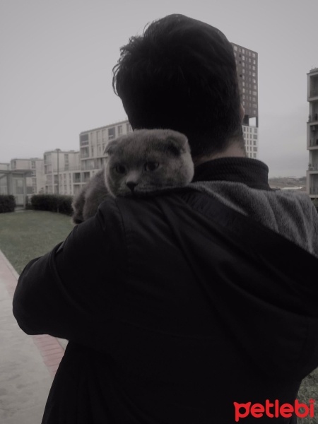 Scottish Fold, Kedi  Gandalf fotoğrafı