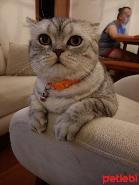 British Shorthair, Kedi  MARS fotoğrafı