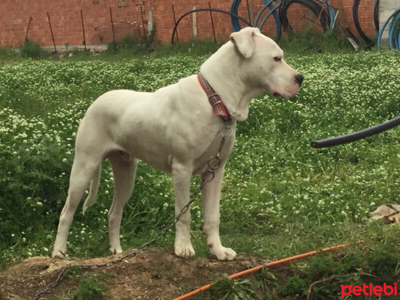 Dogo Arjantin, Köpek  Pars fotoğrafı