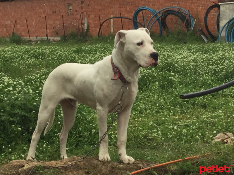 Dogo Arjantin, Köpek  Pars fotoğrafı