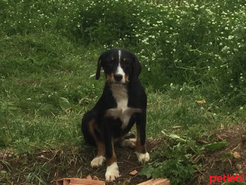 Dogo Arjantin, Köpek  Pars fotoğrafı