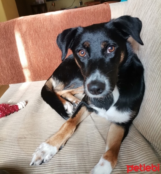 Sokö (Sokak Köpeği), Köpek  LİKÖR fotoğrafı