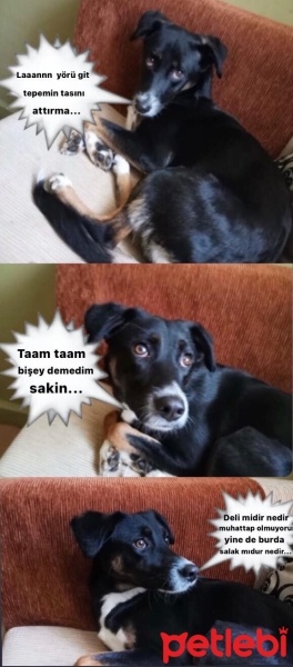 Sokö (Sokak Köpeği), Köpek  LİKÖR fotoğrafı