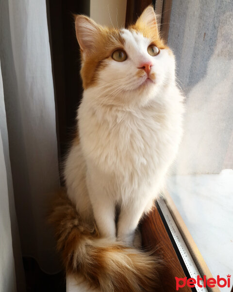 Norwegian Forest, Kedi  Mırıl fotoğrafı