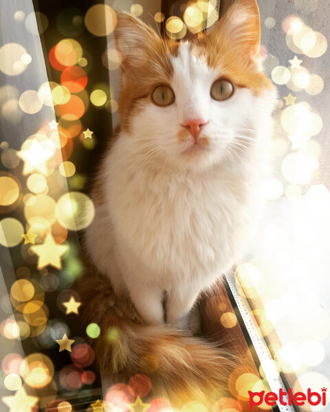 Norwegian Forest, Kedi  Mırıl fotoğrafı