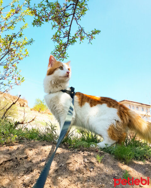 Norwegian Forest, Kedi  Mırıl fotoğrafı