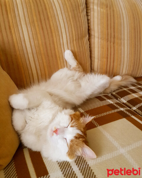 Norwegian Forest, Kedi  Mırıl fotoğrafı