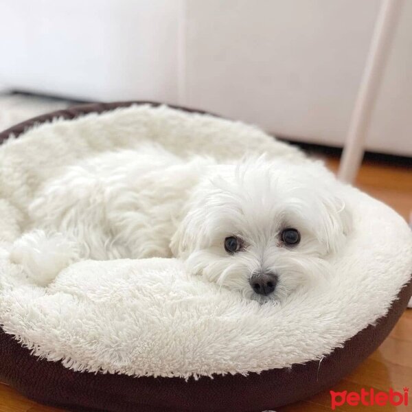 Maltese, Köpek  ODİE fotoğrafı