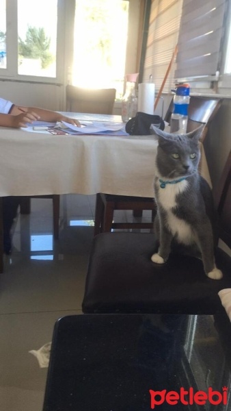 British Shorthair, Kedi  Duman fotoğrafı