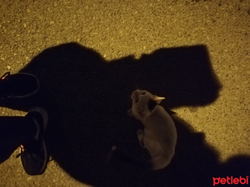 Ankara Kedisi, Kedi  Dragon fotoğrafı