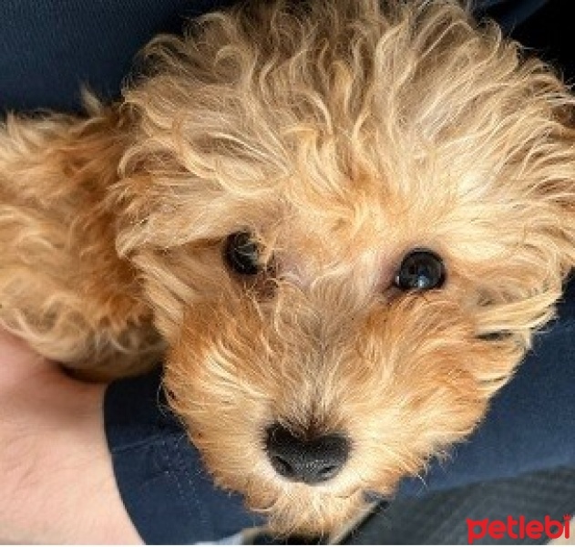 Poodle (Minyatür Kaniş), Köpek  MARS fotoğrafı